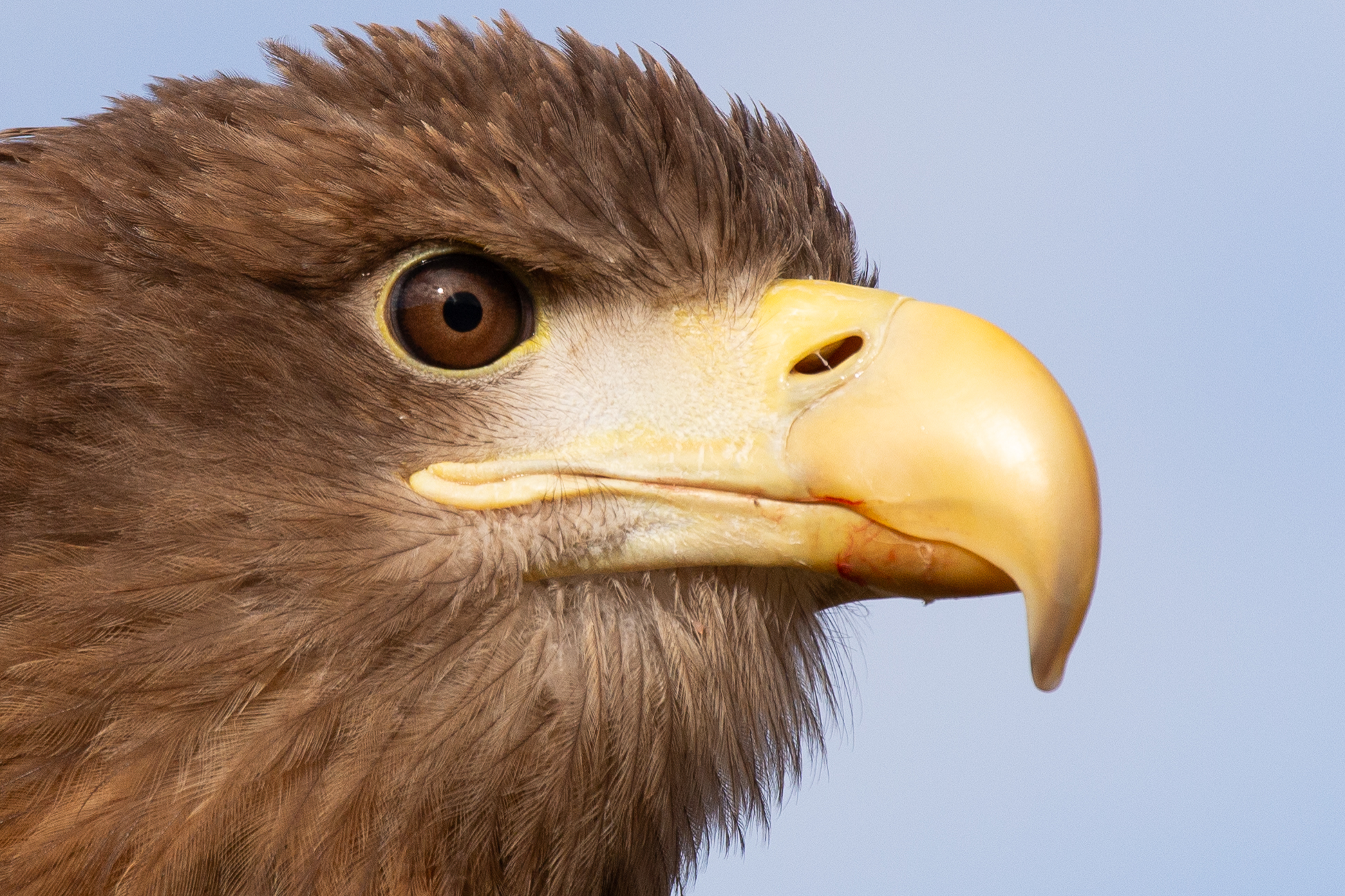 Image of an Eagle